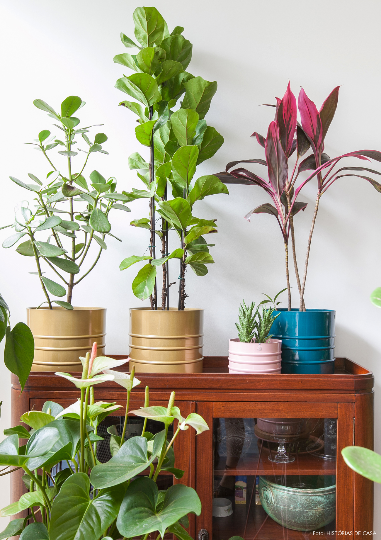 Por que ter plantas em casa?